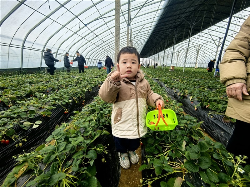 【菠萝视频車友家庭日係(xì)列活動第24期】廣本駿業車友專屬自駕采摘(zhāi)日(文末有福(fú)利(lì))#11703